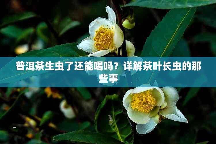 普洱茶生虫了还能喝吗？详解茶叶长虫的那些事