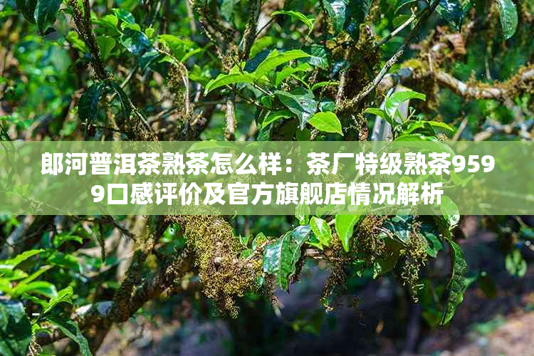 郎河普洱茶熟茶怎么样：茶厂特级熟茶9599口感评价及官方旗舰店情况解析