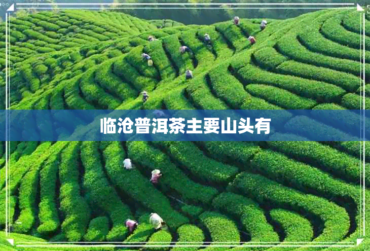 临沧普洱茶主要山头有