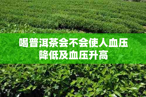 喝普洱茶会不会使人血压降低及血压升高
