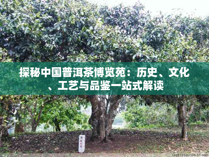 探秘中国普洱茶博览苑：历史、文化、工艺与品鉴一站式解读