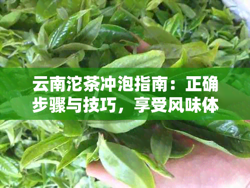 云南沱茶冲泡指南：正确步骤与技巧，享受风味体验