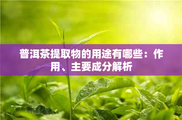 普洱茶提取物的用途有哪些:作用、主要成分解析