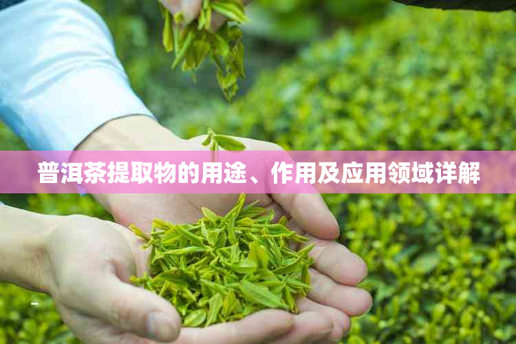 普洱茶提取物的用途、作用及应用领域详解