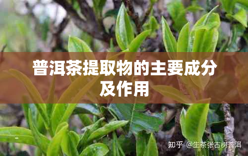 普洱茶提取物的主要成分及作用