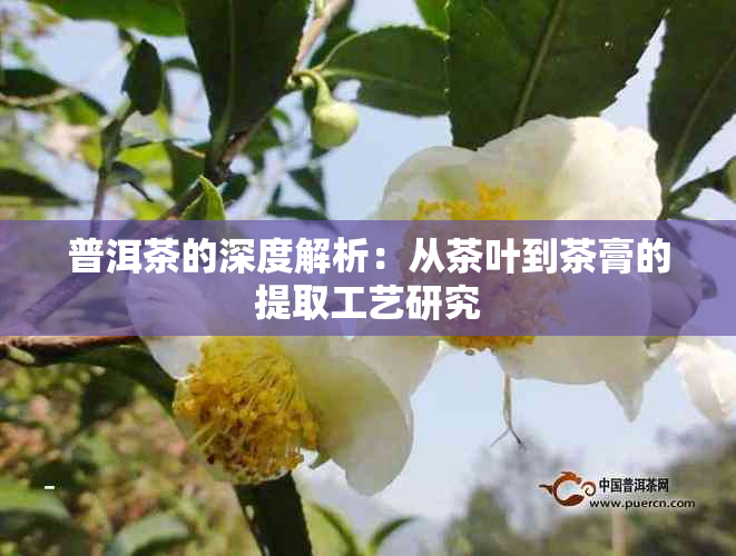 普洱茶的深度解析:从茶叶到茶膏的提取工艺研究