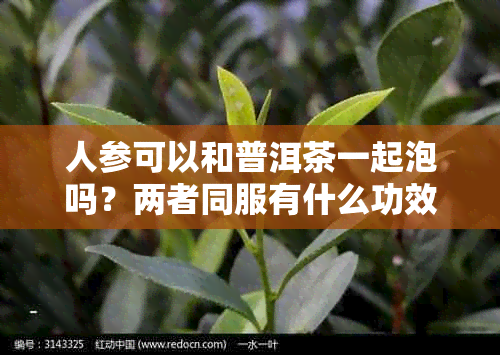人参可以和普洱茶一起泡吗？两者同服有什么功效与注意事项？