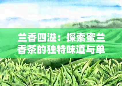 兰香四溢：探索蜜兰香茶的独特味道与单枞魅力