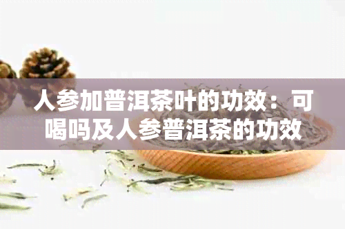 人参加普洱茶叶的功效：可喝吗及人参普洱茶的功效与作用探究