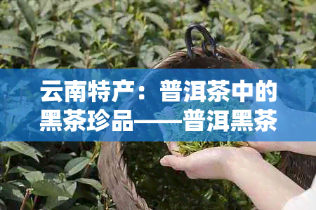 云南特产：普洱茶中的黑茶珍品——普洱黑茶风味探秘