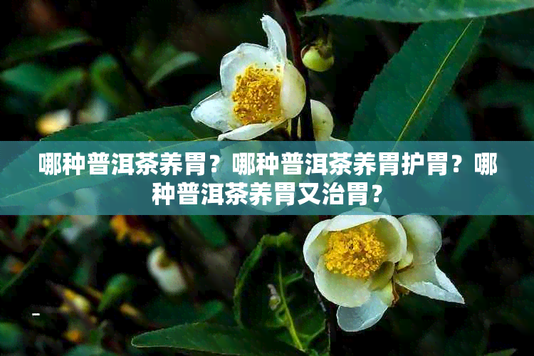 哪种普洱茶养胃?哪种普洱茶养胃护胃?哪种普洱茶养胃又治胃?