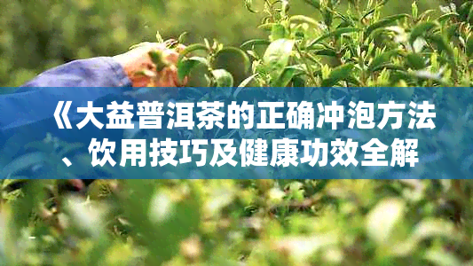 《大益普洱茶的正确冲泡方法、饮用技巧及健康功效全解析》