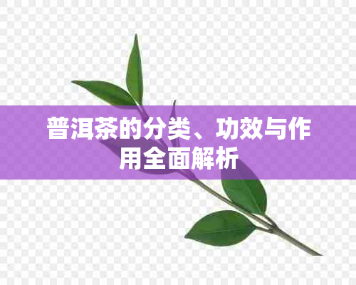 普洱茶的分类、功效与作用全面解析