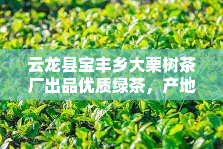云龙县宝丰乡大栗树茶厂出品优质绿茶,产地正宗品质保证