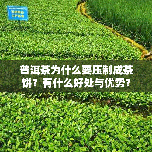 普洱茶为什么要压制成茶饼?有什么好处与优势?