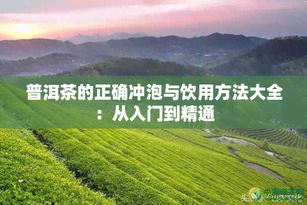 普洱茶的正确冲泡与饮用方法大全:从入门到精通