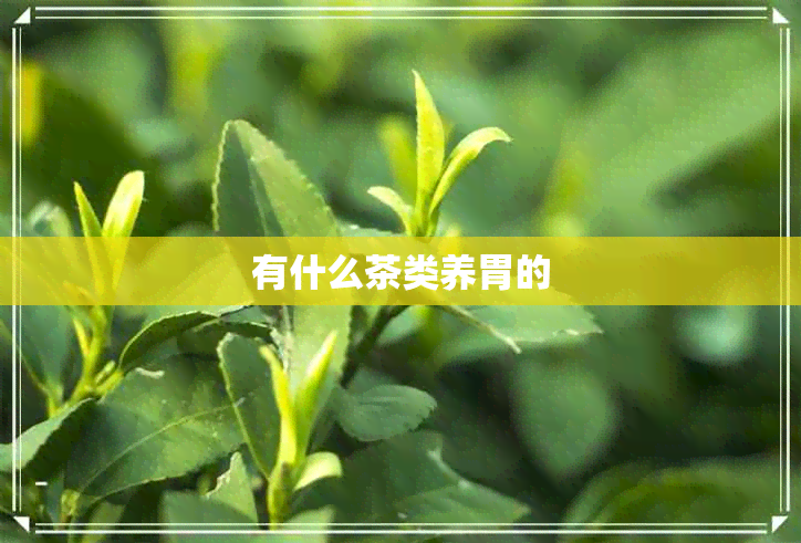 有什么茶类养胃的
