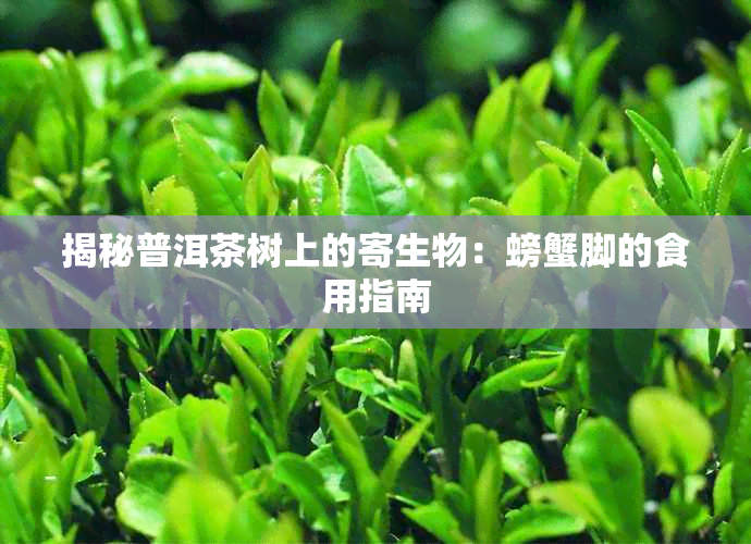 揭秘普洱茶树上的寄生物:螃蟹脚的食用指南