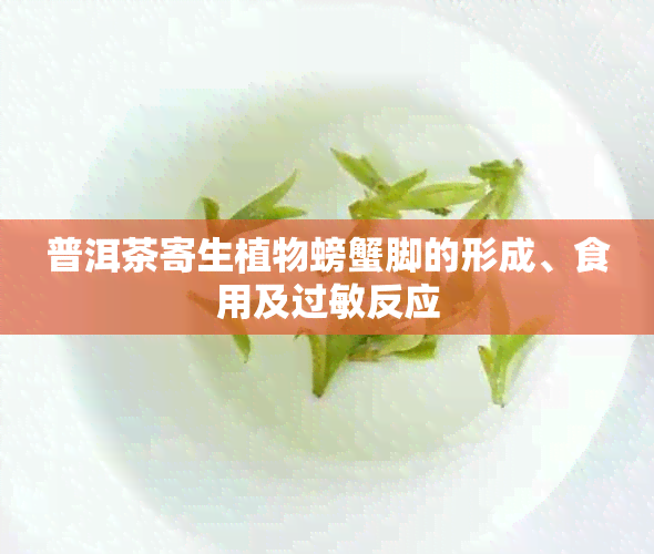 普洱茶寄生植物螃蟹脚的形成、食用及过敏反应
