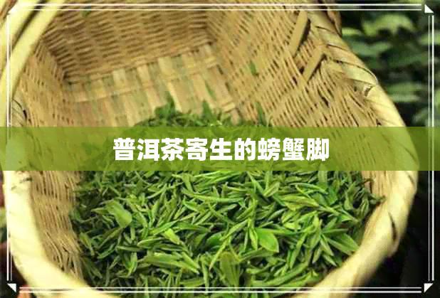 普洱茶寄生的螃蟹脚 普洱茶寄生的螃蟹脚
