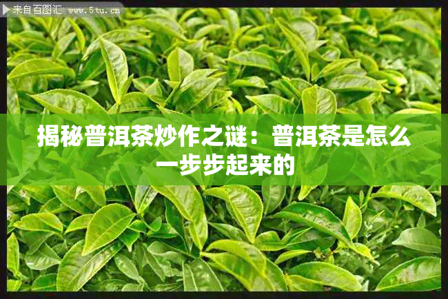 揭秘普洱茶炒作之谜:普洱茶是怎么一步步起来的