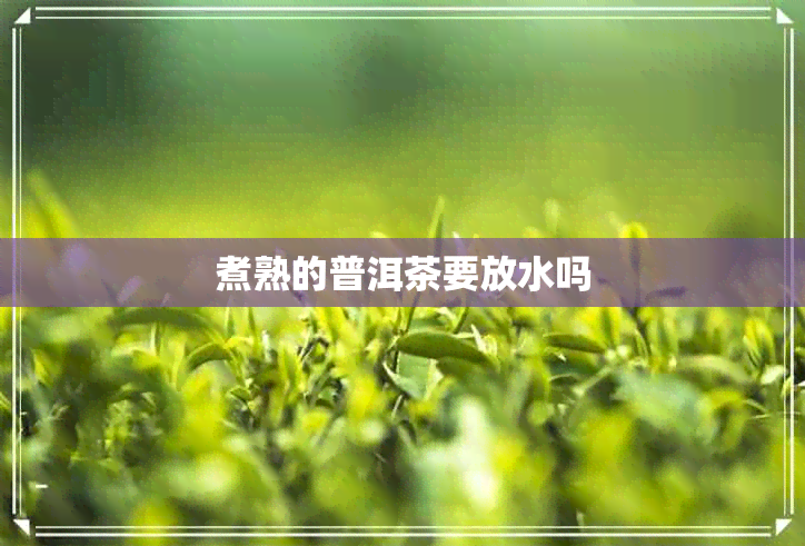 煮熟的普洱茶要放水吗