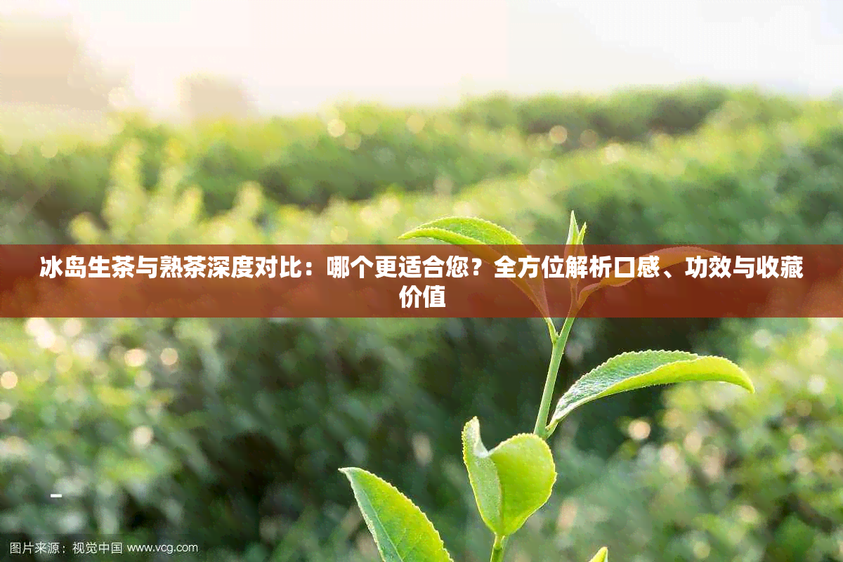 冰岛生茶与熟茶深度对比：哪个更适合您？全方位解析口感、功效与收藏价值