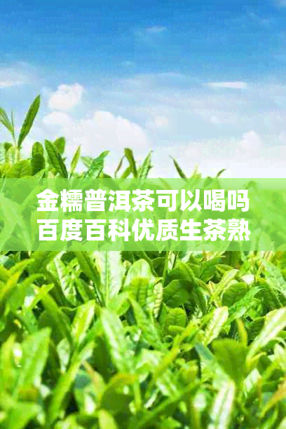 金糯普洱茶可以喝吗百度百科优质生茶熟茶特点饮用方法