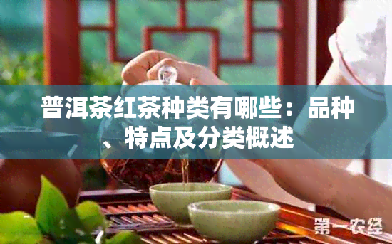 普洱茶红茶种类有哪些：品种、特点及分类概述