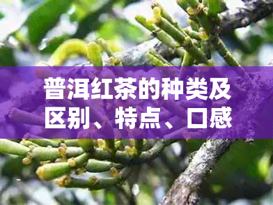 普洱红茶的种类及区别、特点、口感分析