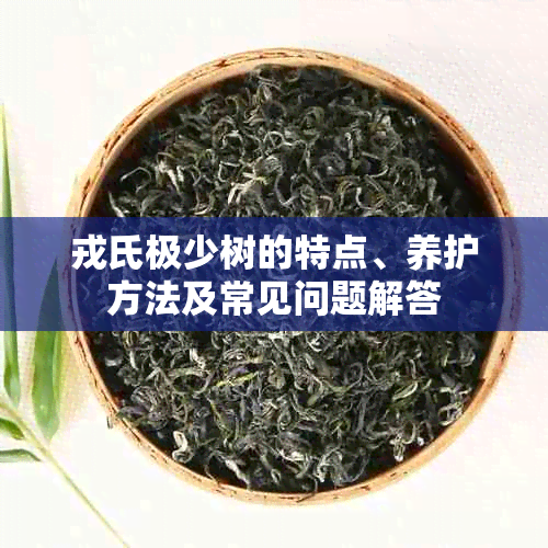 戎氏极少树的特点、养护方法及常见问题解答