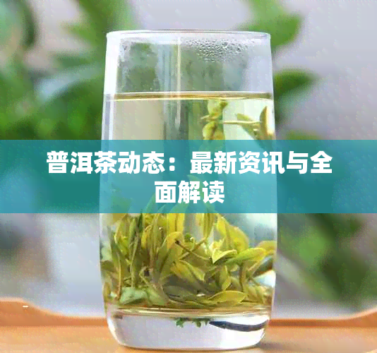 普洱茶动态：最新资讯与全面解读