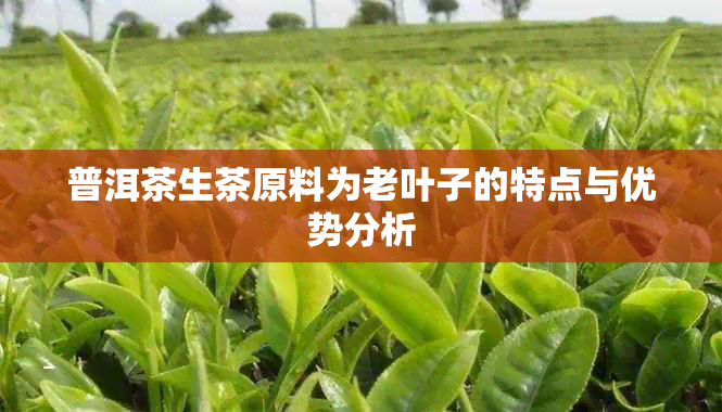 普洱茶生茶原料为老叶子的特点与优势分析
