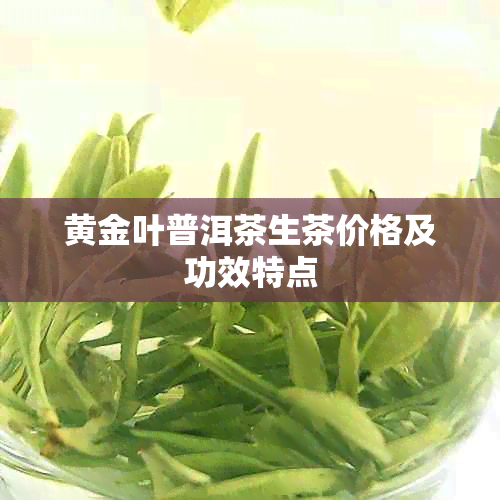 黄金叶普洱茶生茶价格及功效特点