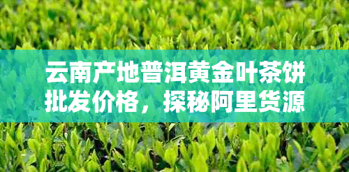 云南产地普洱黄金叶茶饼批发价格，探秘阿里货源市场行情