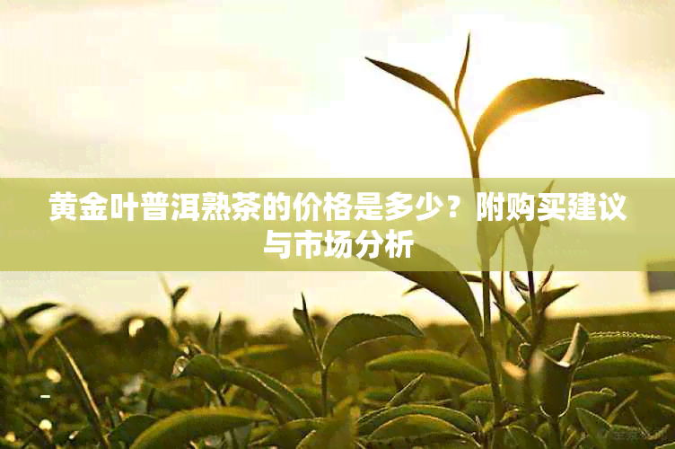 黄金叶普洱熟茶的价格是多少？附购买建议与市场分析