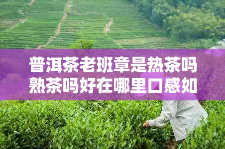 普洱茶老班章是热茶吗熟茶吗好在哪里口感如何