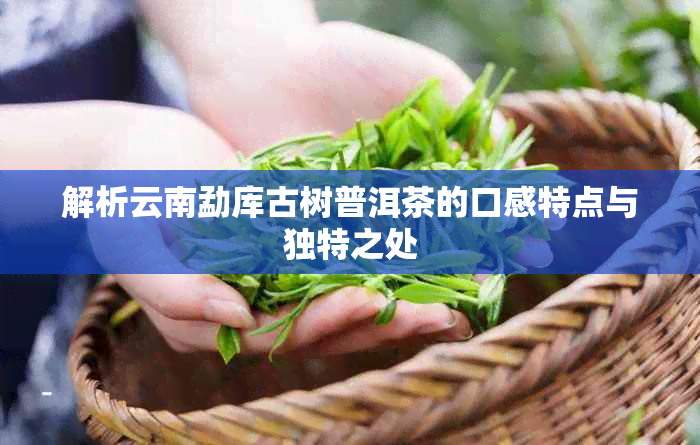 解析云南勐库古树普洱茶的口感特点与独特之处