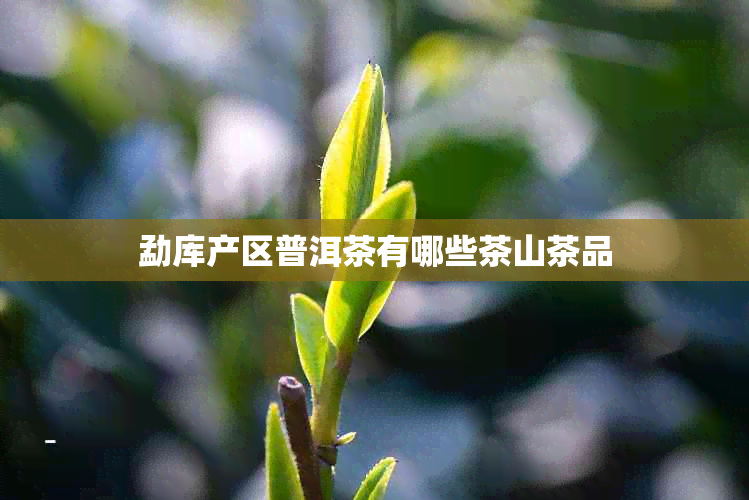 勐库产区普洱茶有哪些茶山茶品