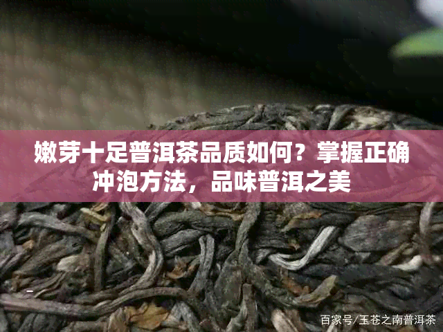 嫩芽十足普洱茶品质如何?掌握正确冲泡方法,品味普洱之美