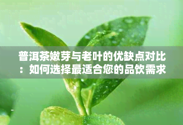 普洱茶嫩芽与老叶的优缺点对比：如何选择最适合您的品饮需求