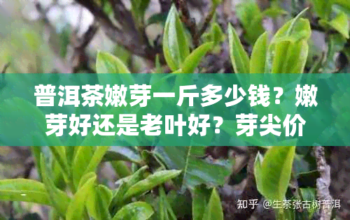 普洱茶嫩芽一斤多少钱?嫩芽好还是老叶好?芽尖价格是多少?