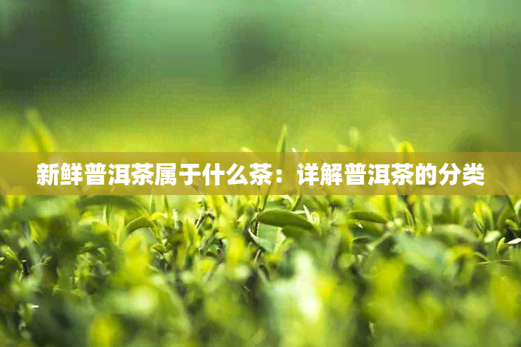 新鲜普洱茶属于什么茶:详解普洱茶的分类
