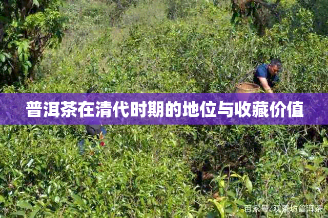 普洱茶在清代时期的地位与收藏价值