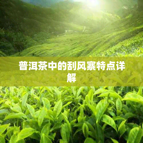 普洱茶中的刮风寨特点详解