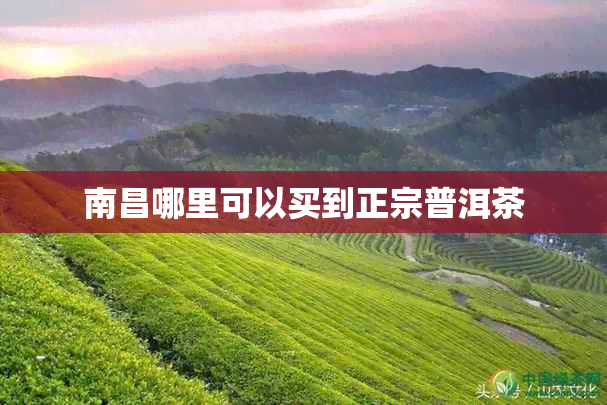 南昌哪里可以买到正宗普洱茶
