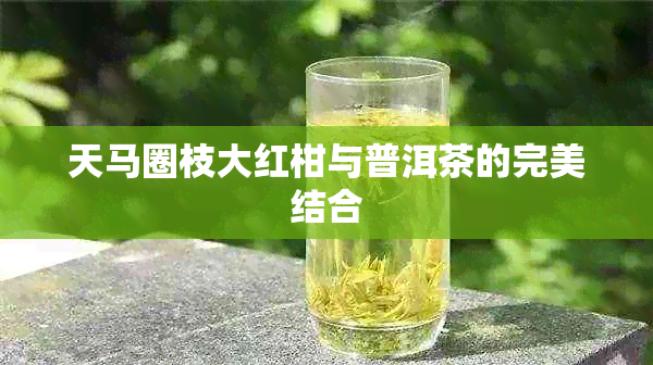 天马圈枝大红柑与普洱茶的完美结合