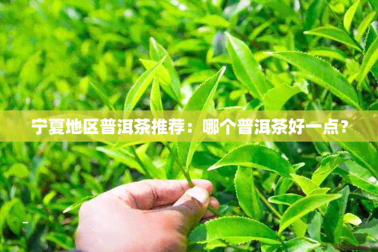 宁夏地区普洱茶推荐：哪个普洱茶好一点？