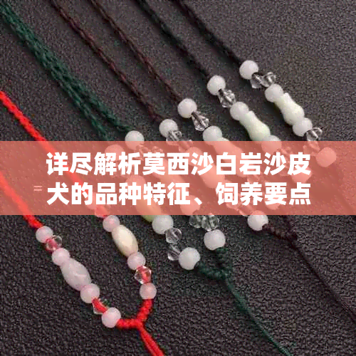 详尽解析莫西沙白岩沙皮犬的品种特征、饲养要点及常见问题解答