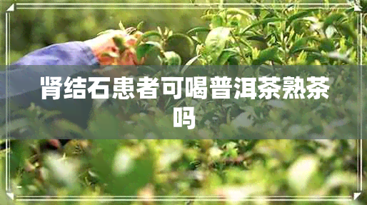 肾结石患者可喝普洱茶熟茶吗 肾结石患者可喝普洱茶熟茶吗